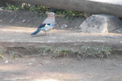 DSCN7379